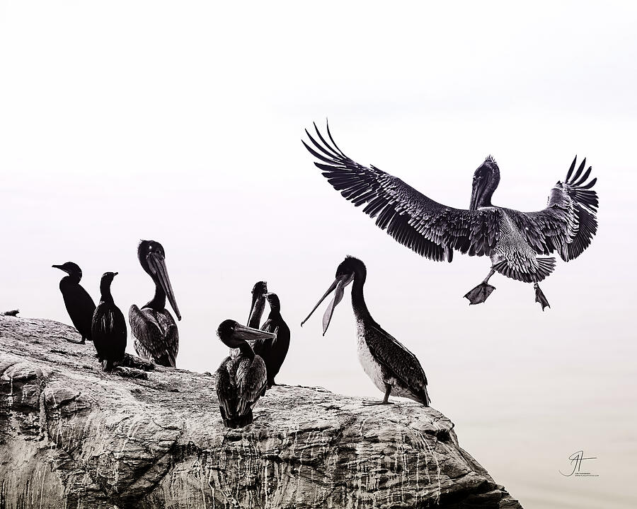 Black And White Photograph - Brown Pelicans and Brandts Cormorants by Jim Thompson Black And White Photograph - Brown Pelicans and Brandts Cormorants by Jim Thompson
