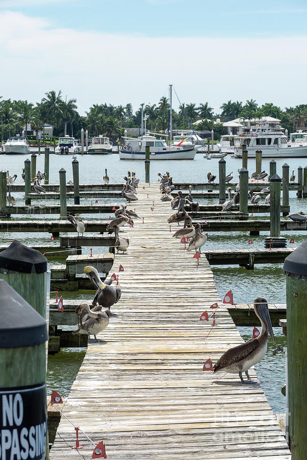 Brown pelicans are unimpressed by bird deterrent devices on the  Photograph by William Kuta