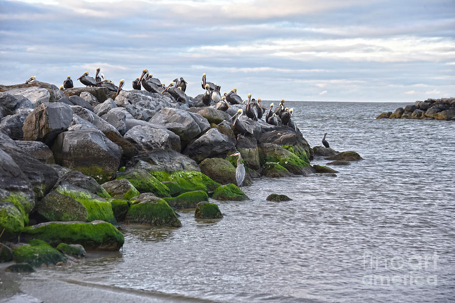 Brown Pelicans At Pelican Point Photograph
