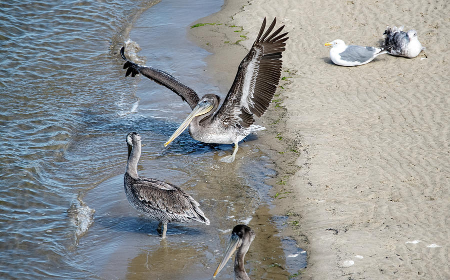 Brown Pelicans at Waldport, Oregon 6720-091221-2 Photograph by Tam Ryan