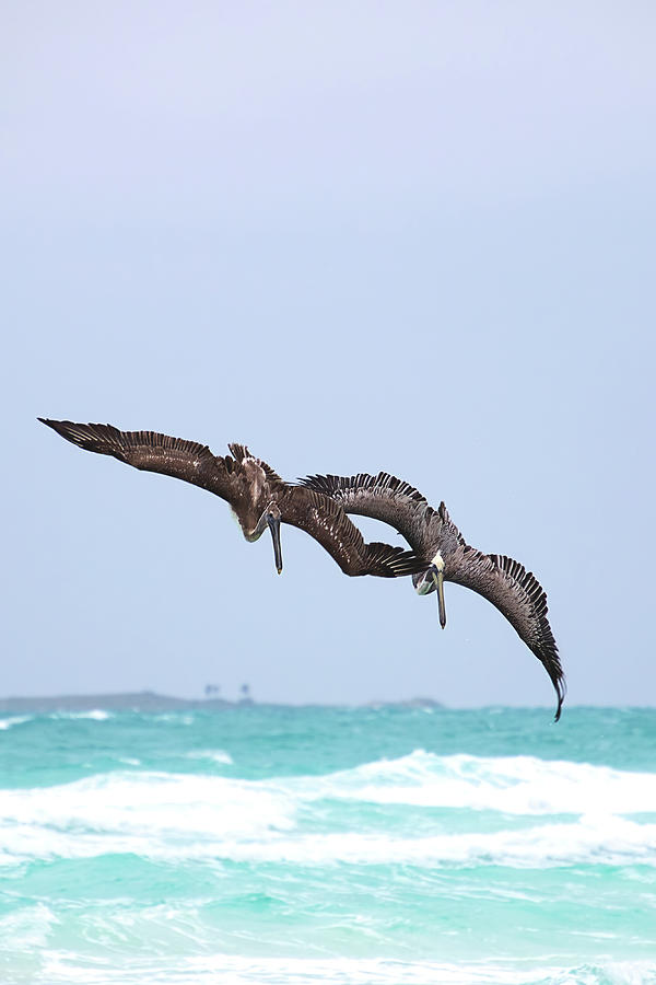 Brown Pelicans Diving in Cuba Mixed Media by Peggy Collins