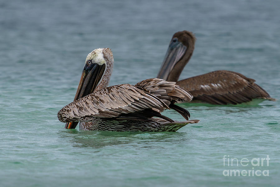 Brown Pelicans Floating at Las Bachas Photograph by Nancy Gleason