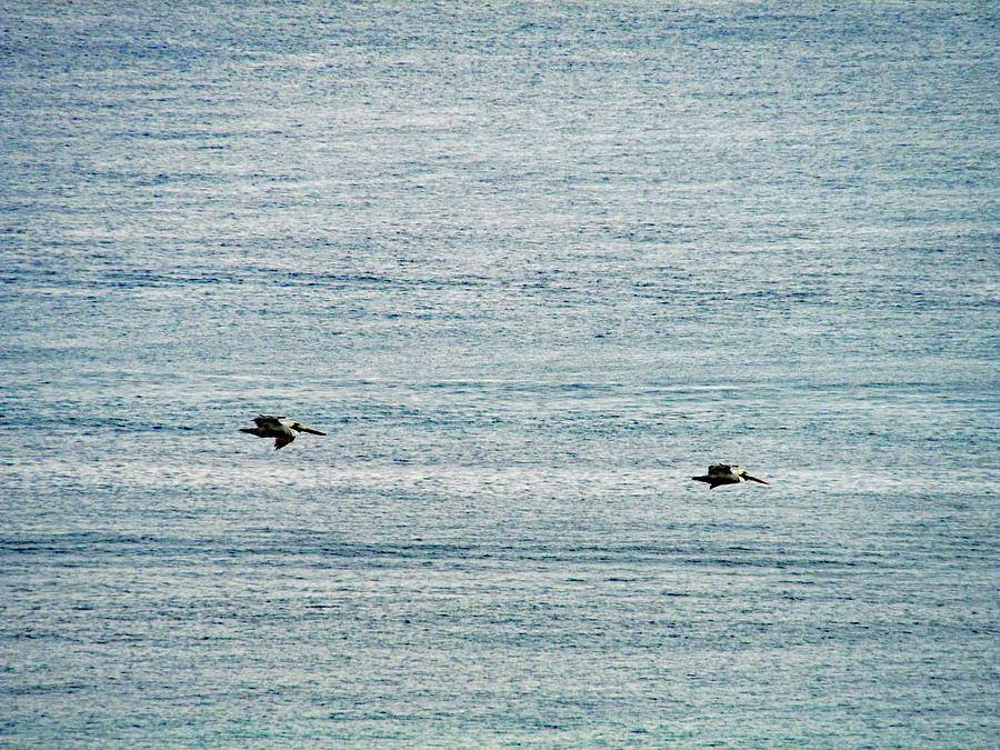 Brown Pelicans Flying South Photograph by Corinne Carroll