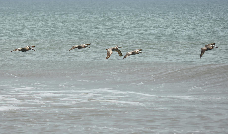 Brown Pelicans Gliding Photograph by Jamart Photography