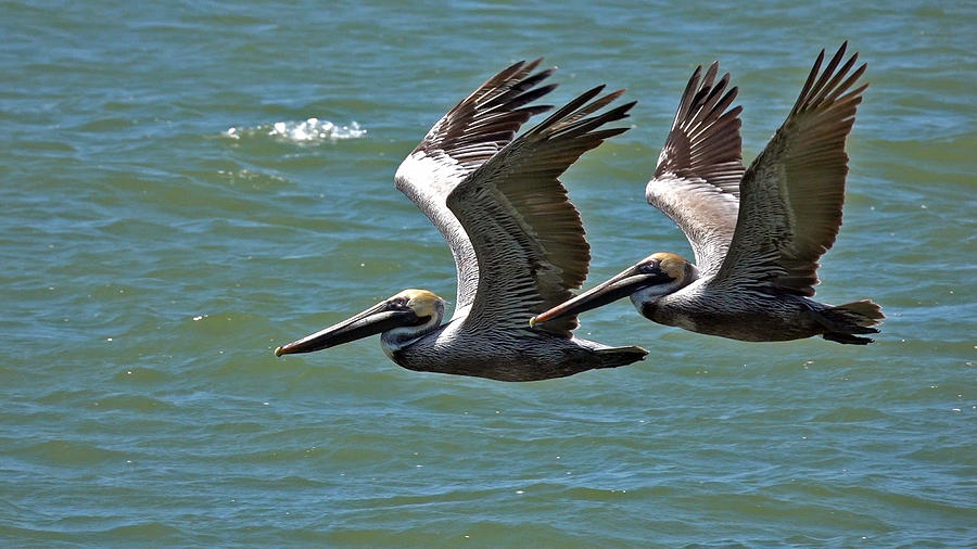Brown Pelicans in Flight Photograph by Cindy McIntyre