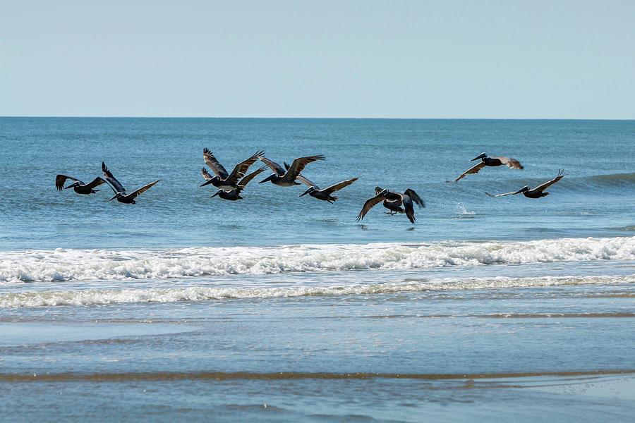 Brown Pelicans in Flight Photograph by Liza Eckardt