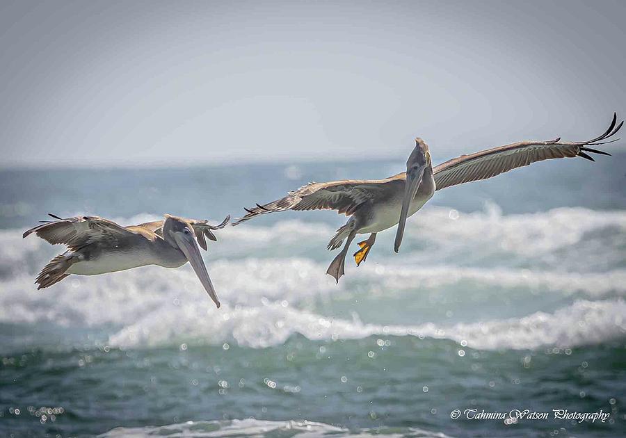 Brown Pelicans in Flight Photograph by Tahmina Watson