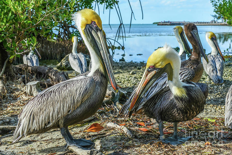 Brown Pelicans in Key Largo, Florida  Photograph by Olga Hamilton