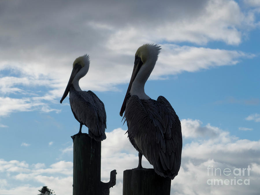 Brown Pelicans Photograph by Jeff Ross