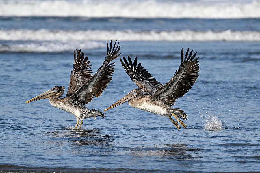 Brown Pelicans Photograph by Jerry Cahill