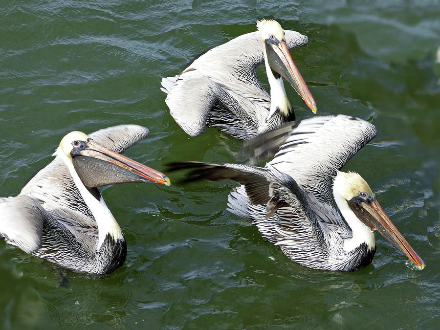 Brown Pelicans Photograph by Lyuba Filatova