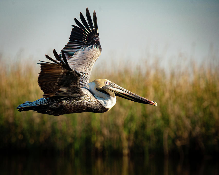 Brown Pelican's Morning Flight Photograph by Jillian Chilson - Fine Art ...