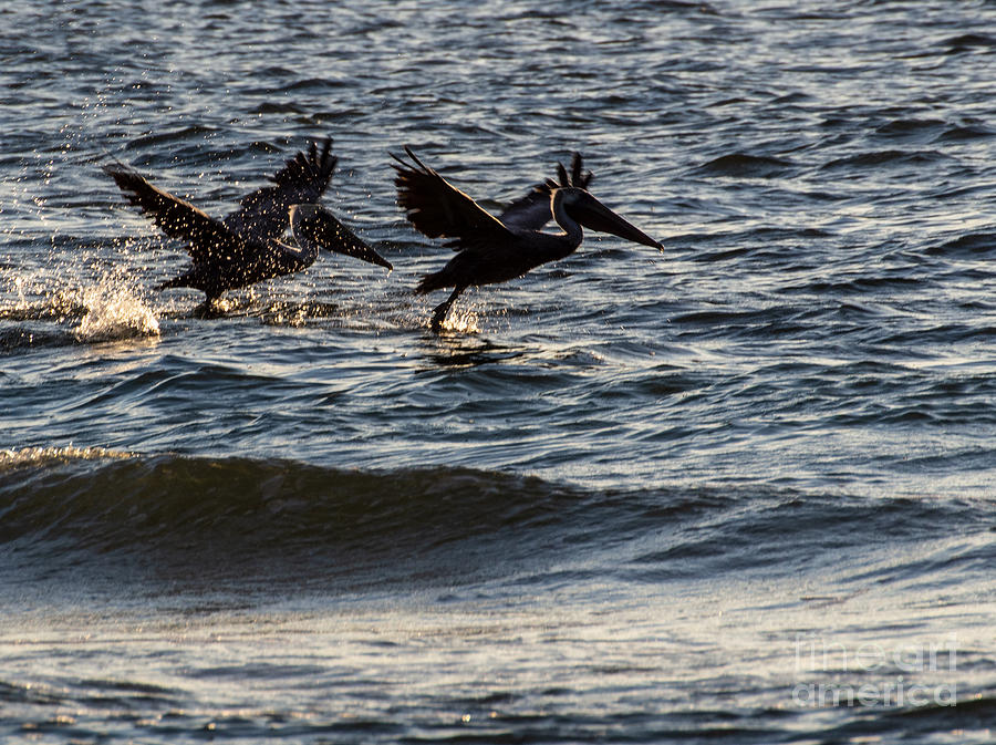 Brown Pelicans on Indian Rock Beach, 1 of 2 Photograph by L Bosco