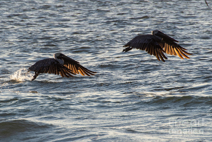 Brown Pelicans on Indian Rocks Beach, 2 of 2 Photograph by L Bosco