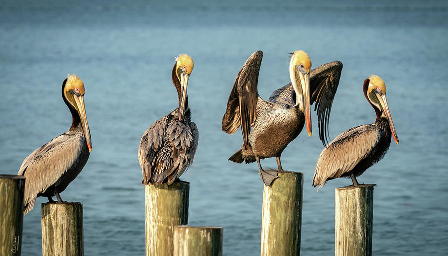 Brown Pelicans On Pylons Photograph