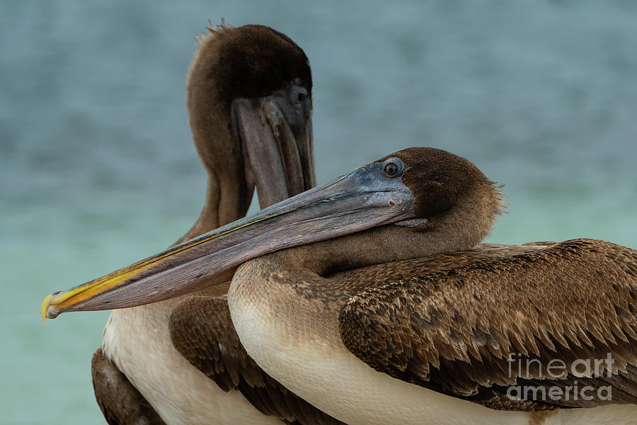Brown Pelicans Portrait Photograph by Nancy Gleason