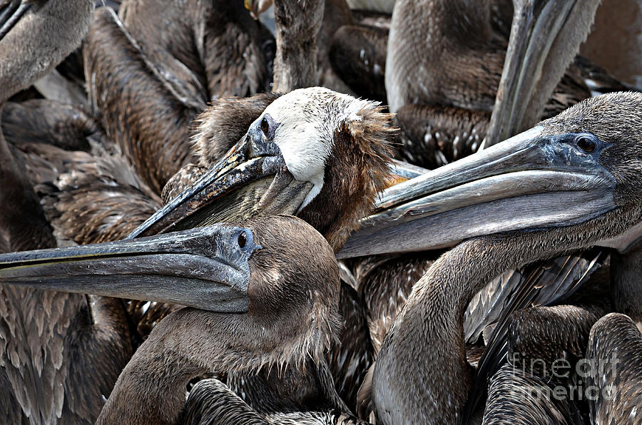 Brown Pelicans Photograph by Vivian Krug Cotton