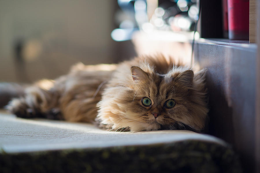 Brown persian cat relaxing on carpet Photograph by Benjamin Torode