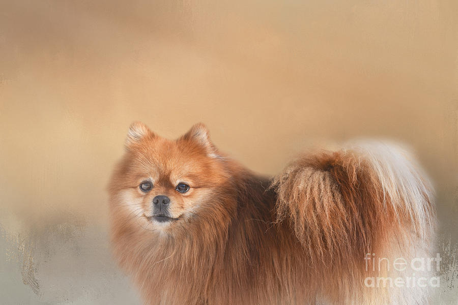 Dog Mixed Media - Brown Pomeranian Dog by Elisabeth Lucas