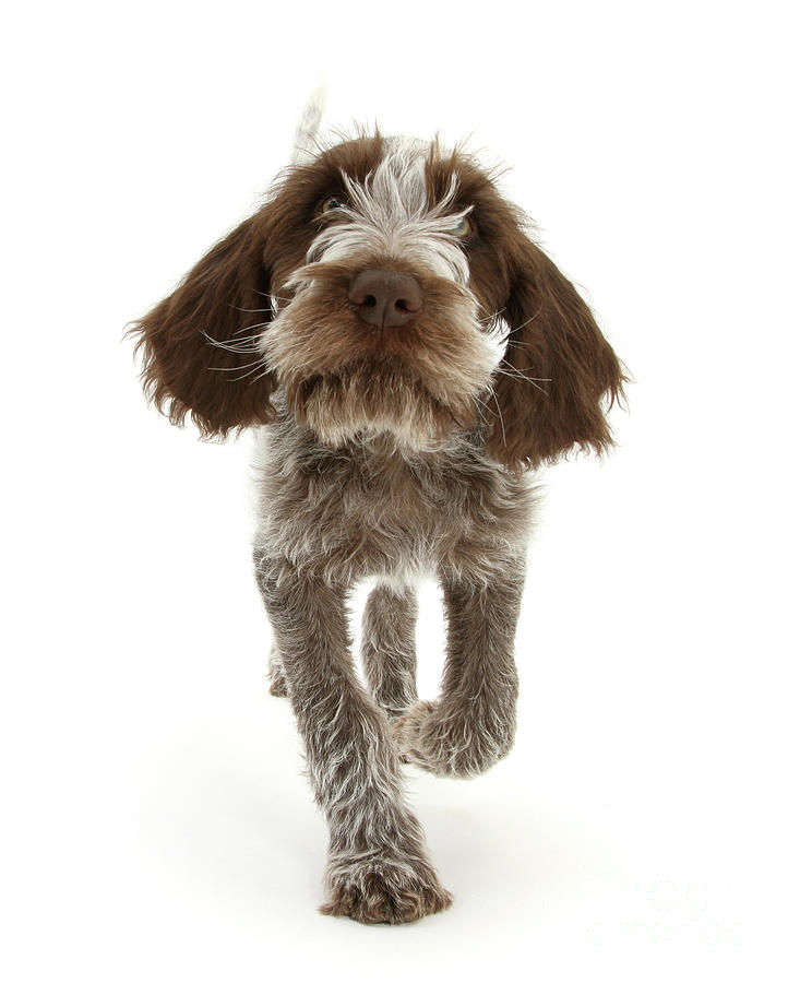 Brown Roan Italian Spinone pup Photograph by Warren Photographic