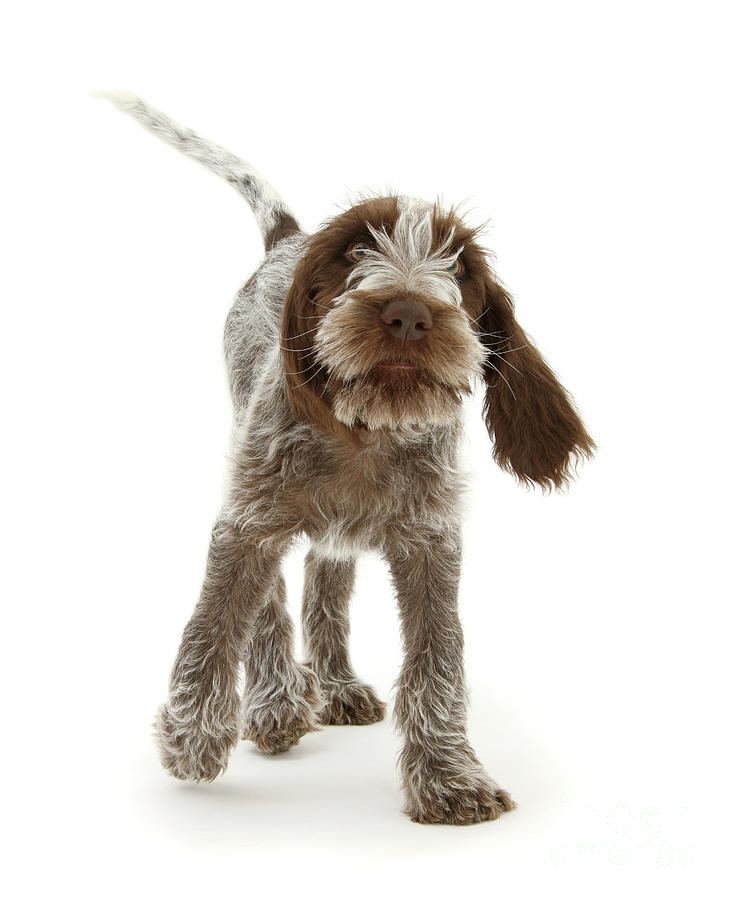 Brown Roan Italian Spinone puppy Photograph by Warren Photographic