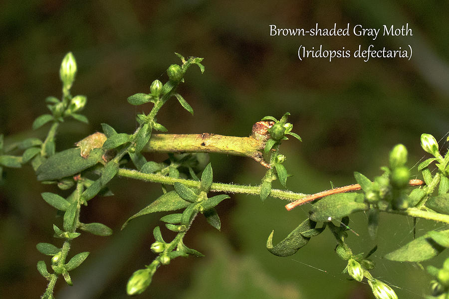 Brown-shaded Gray Moth caterpillar Photograph by Mark Berman