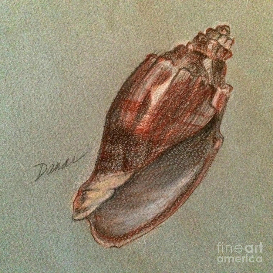 Brown Shell with Two Stripes - Sketch Photograph by Miriam Danar