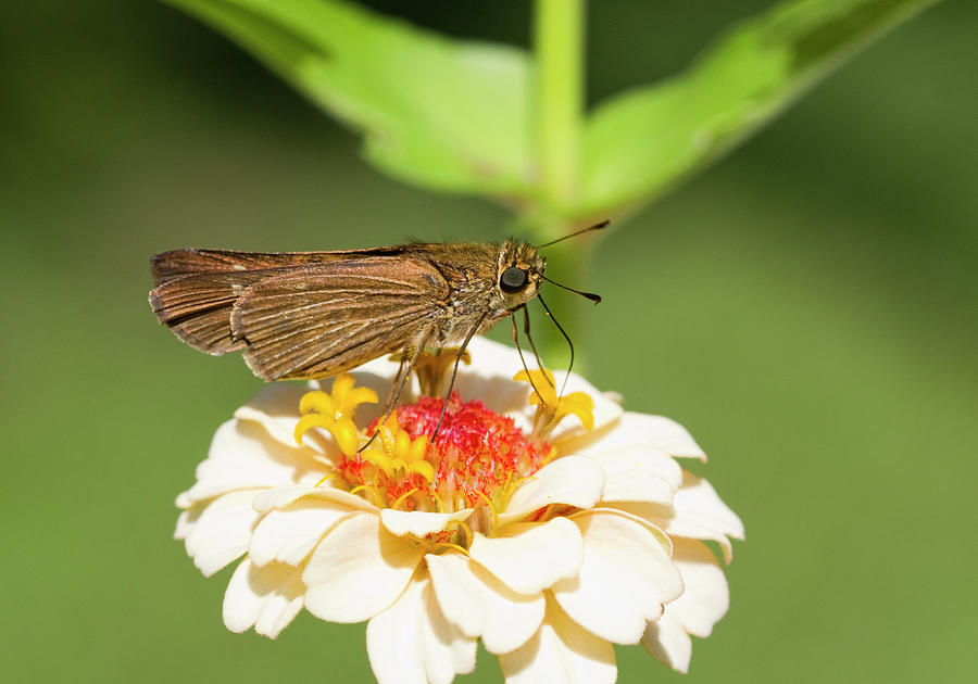 Brown Skipper Butterfly Sipping Nectar From Peach Zinnia  Photograph by Kathy Clark