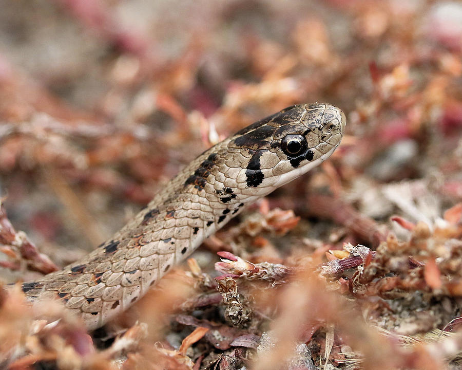 Brown Snake Photograph By Doris Potter - Fine Art America