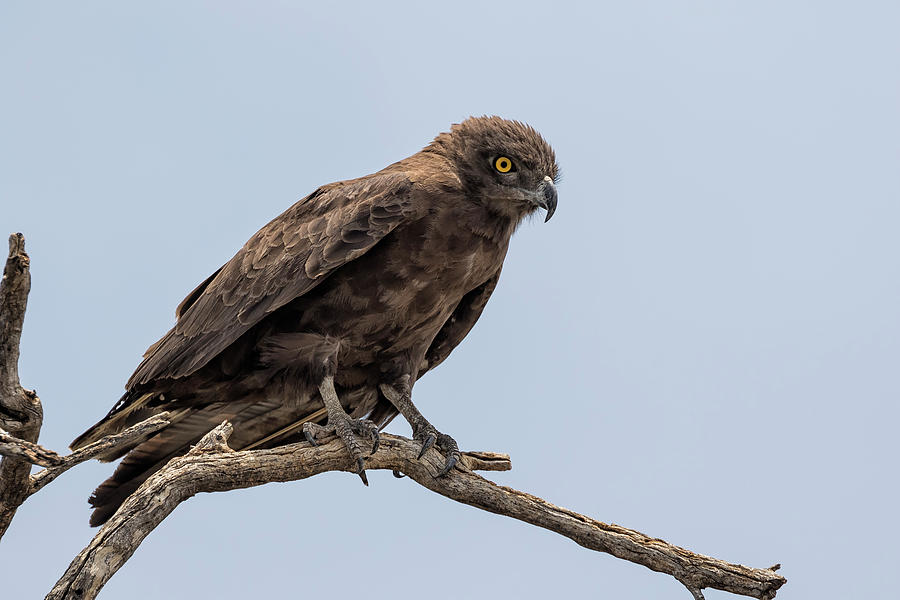 Brown Snake Eagle Photograph by Belinda Greb
