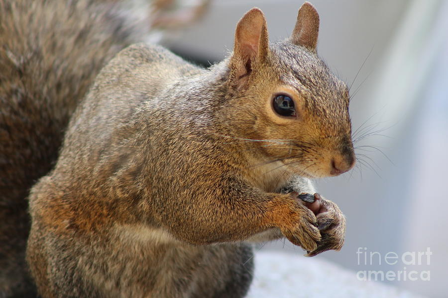 Brown Squirrel Holding Sunflower Seed Photograph by Ash Nirale