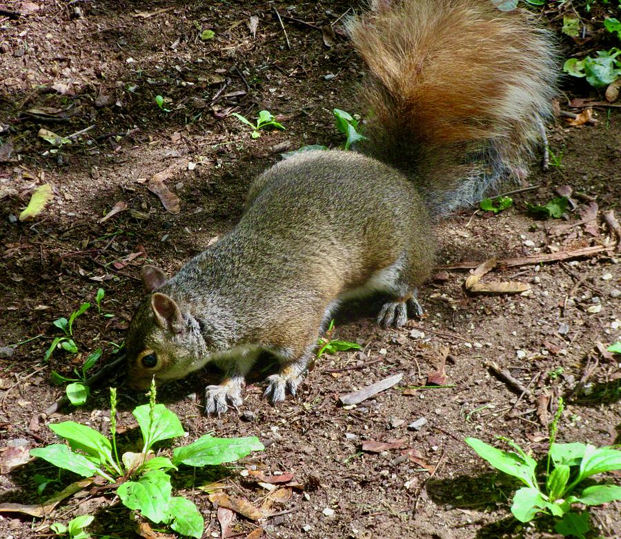 Brown Squirrel Photograph by Stephanie Moore