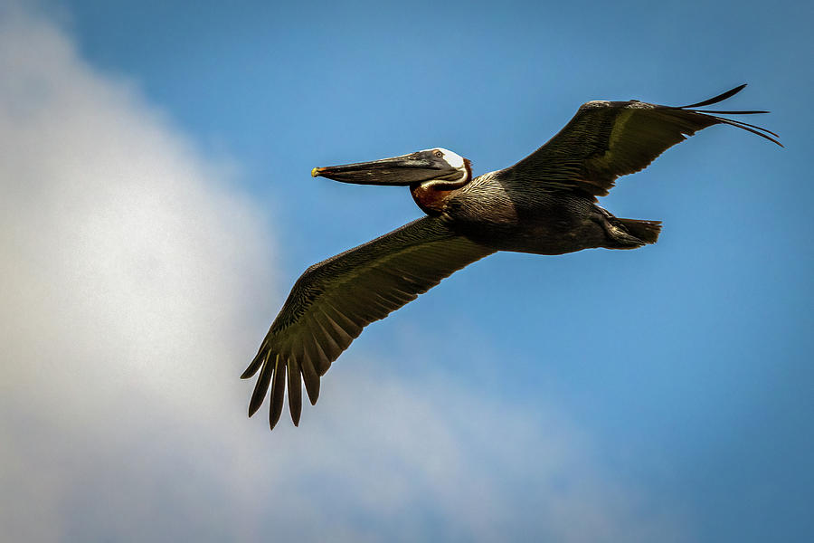 Brown Stork Photograph by R Scott Duncan