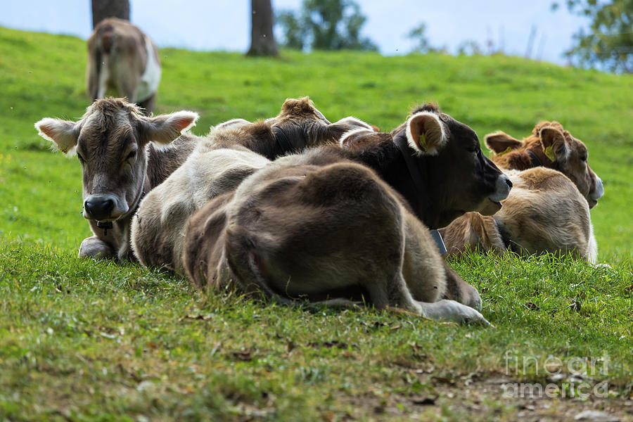 Brown Swiss Cows in Heidis Village Photograph by Eva Lechner