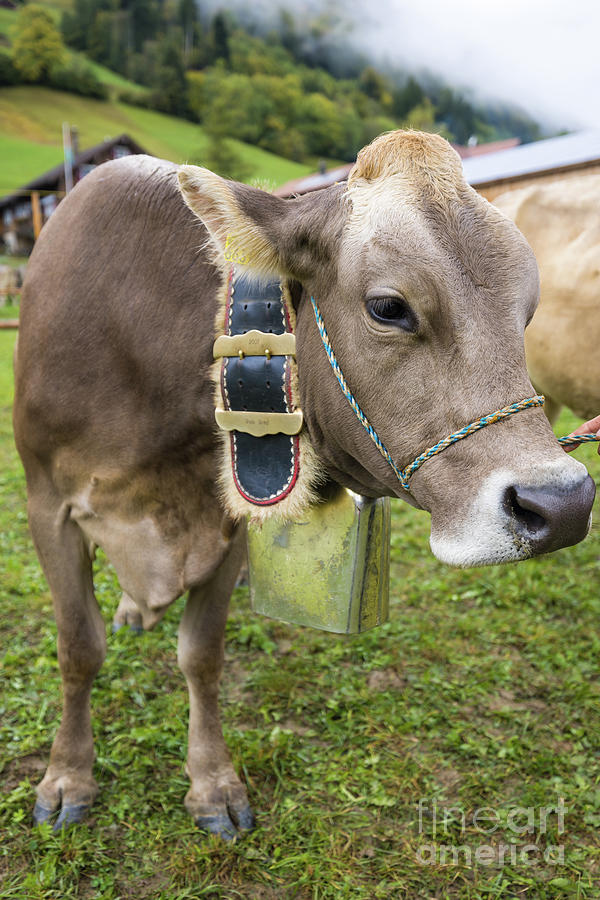 Cow Photograph - Brown Swiss by Eva Lechner