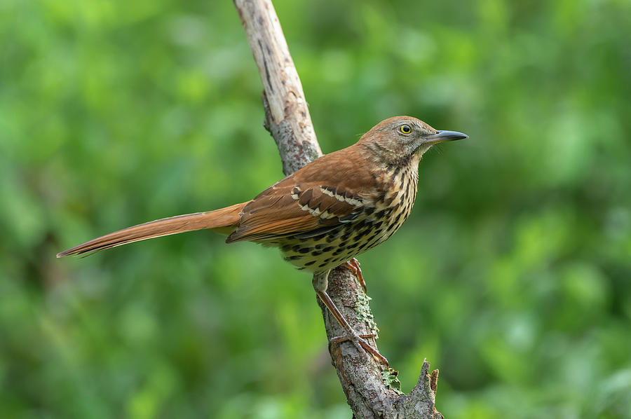 Brown Thrasher - 4613 Photograph by Jerry Owens - Fine Art America