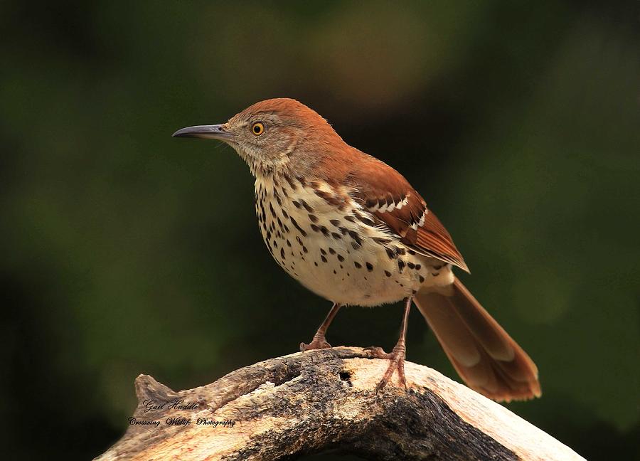 Brown Thrasher-512 Photograph by Gail Huddle - Fine Art America