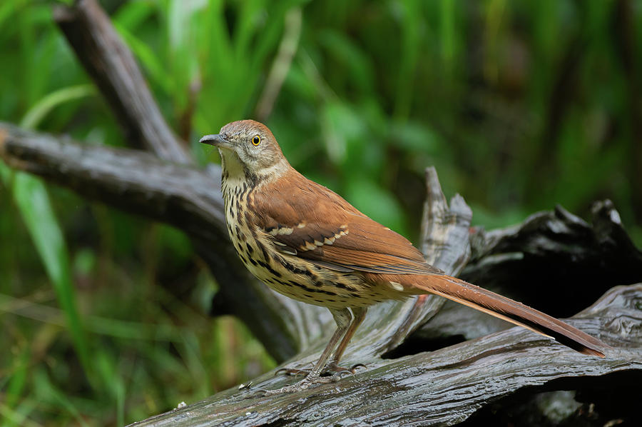 Brown Thrasher - 8553 Photograph by Jerry Owens - Fine Art America