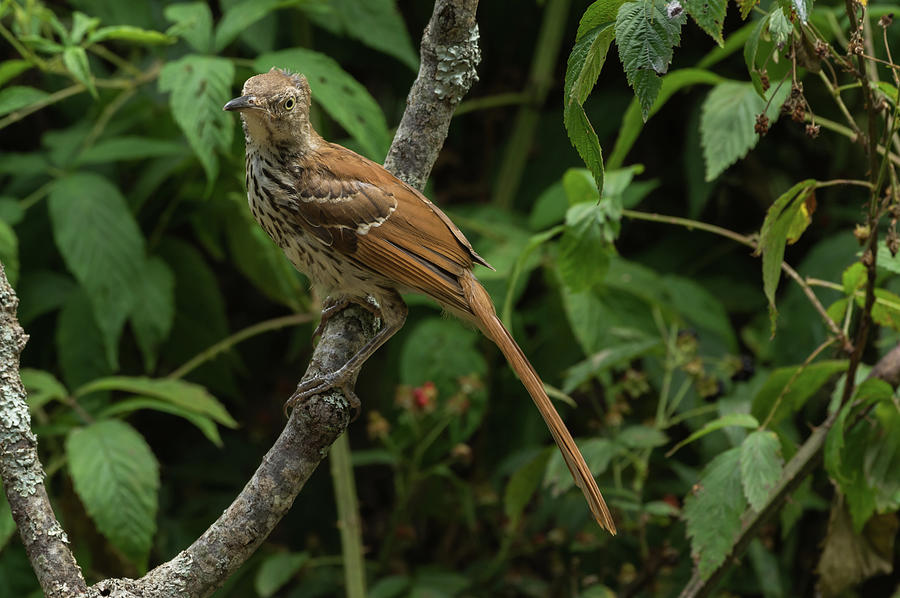 Brown Thrasher - 8622 Photograph by Jerry Owens
