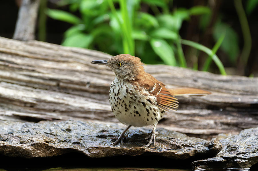 Brown Thrasher - 9199 Photograph by Jerry Owens