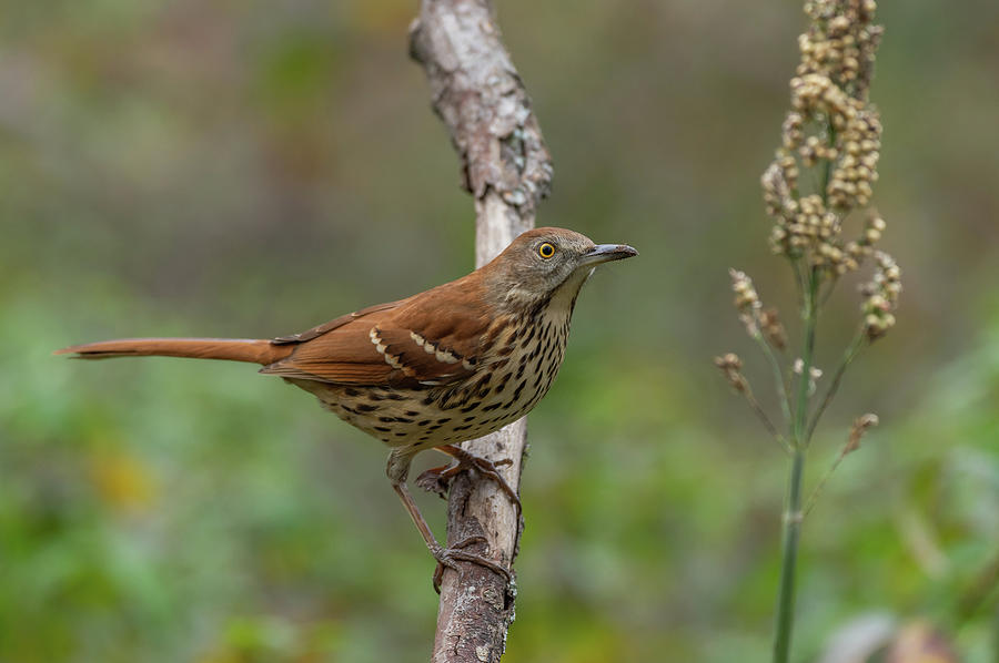 Brown Thrasher - 9920 Photograph by Jerry Owens