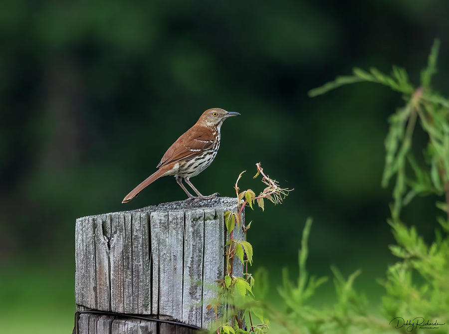 Brown Thrasher Photograph by Debby Richards