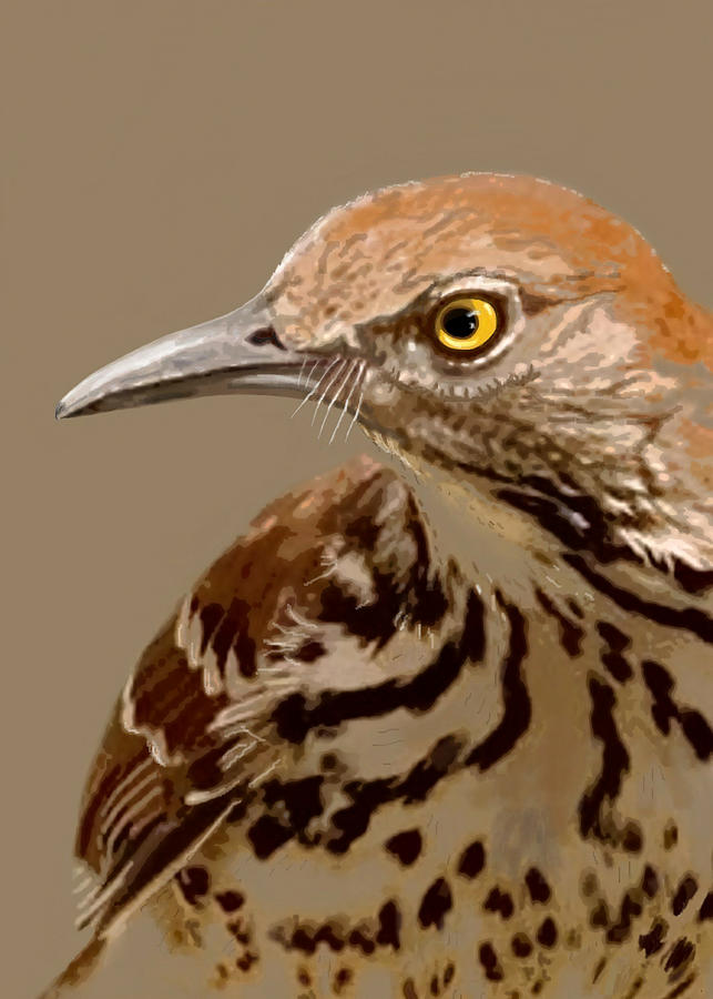 Brown Thrasher in 5 Colors Painting by Judy Cuddehe