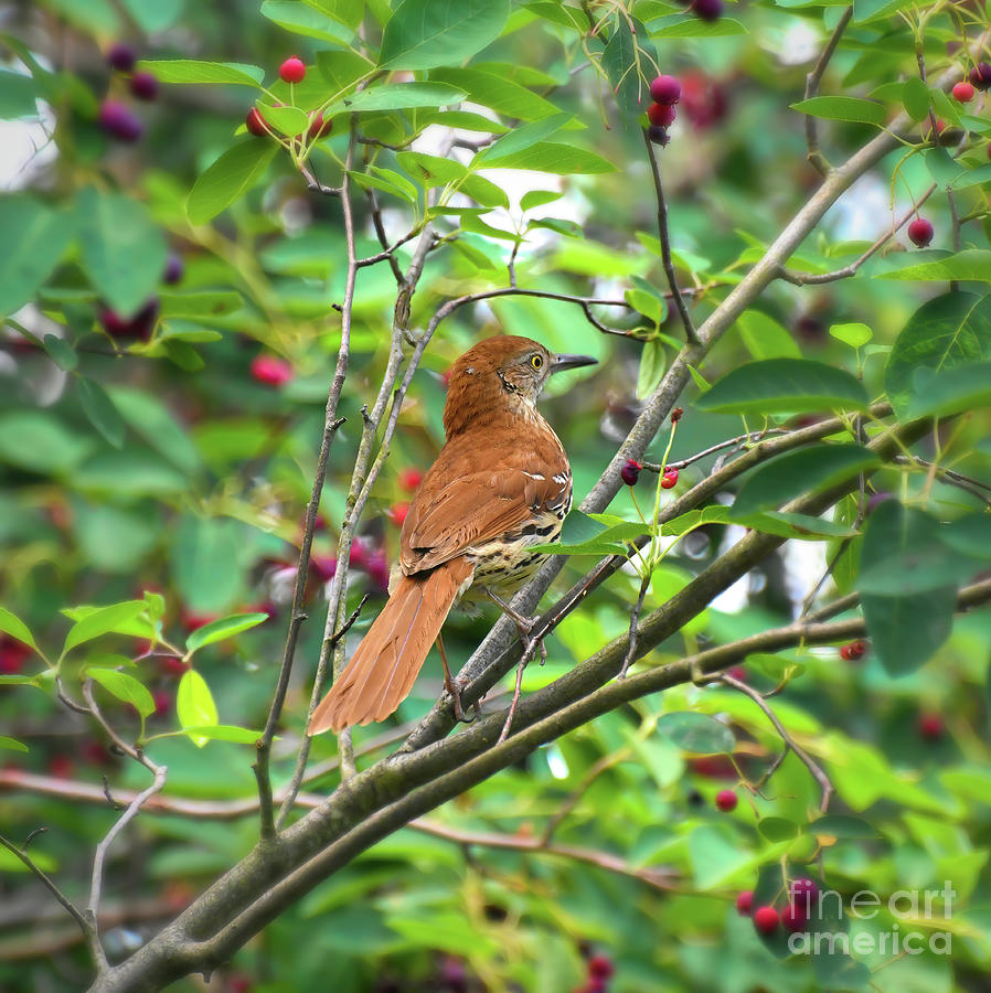 Brown Thrasher in the Berries Photograph by Kerri Farley