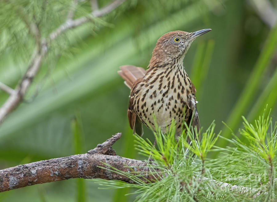 Brown Thrasher In The Pine Photograph