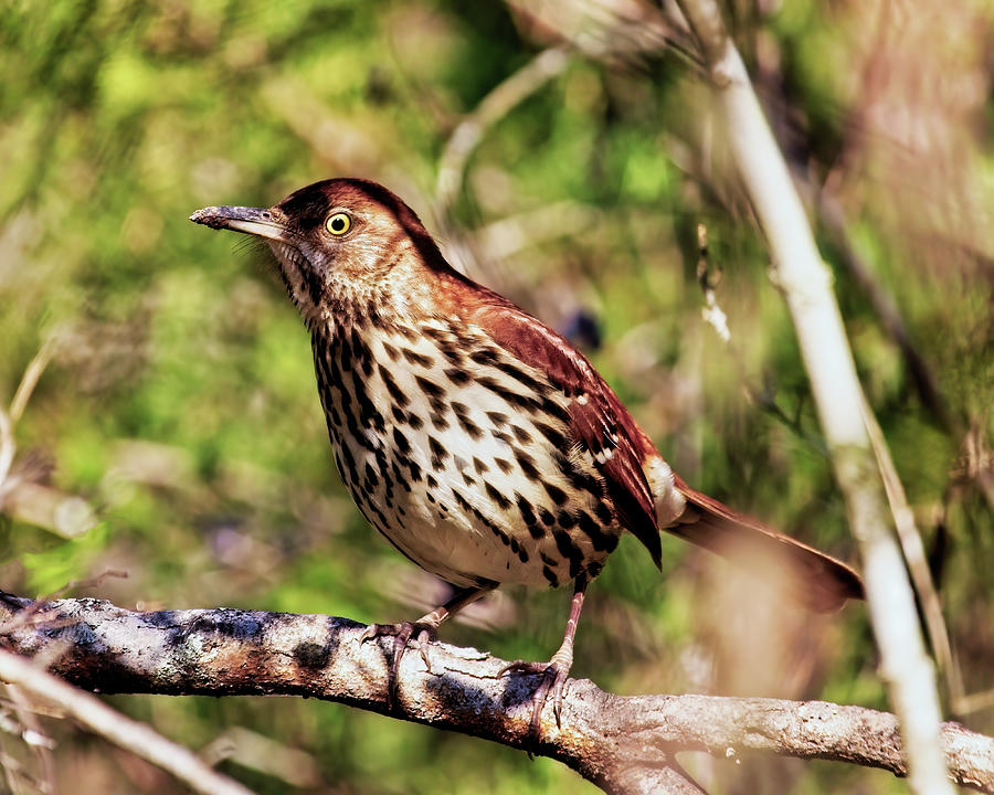 Brown Thrasher Photograph by Laura Vilandre