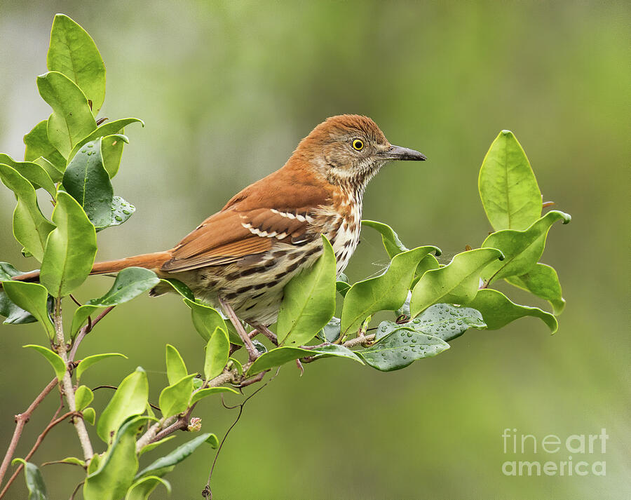 Brown Thrasher Photograph by Michelle Tinger