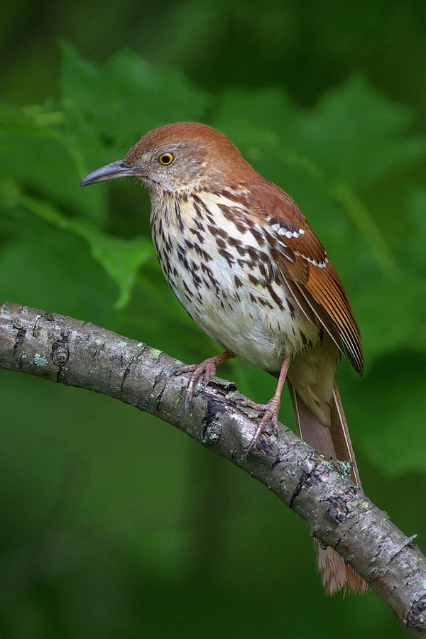Brown Thrasher Photograph by Timothy McIntyre