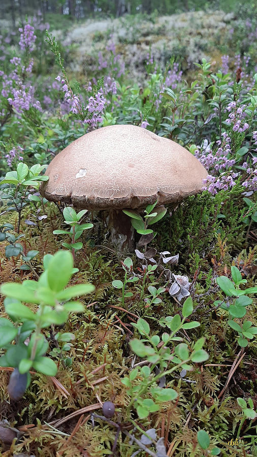 Brown Top Mushroom Photograph by Elaine Berger