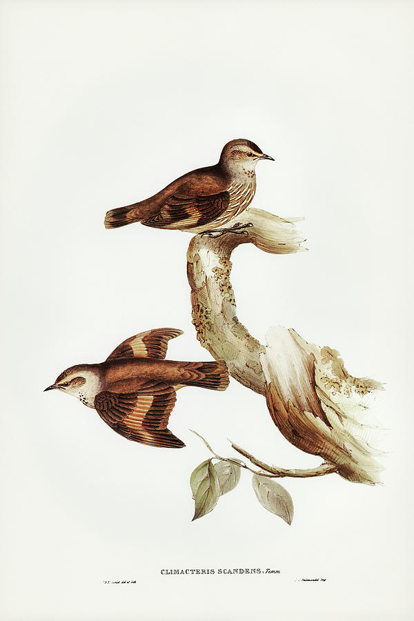 Brown Tree-Creeper, Climacteris scandens Drawing by John Gould Brown Tree-Creeper, Climacteris scandens Drawing by John Gould